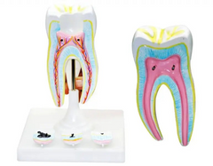 Будова корінного зуба людини модель разбірна масштаб 1:5 19см MENTAL