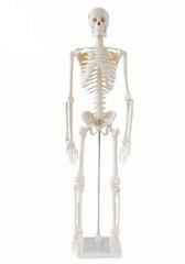 Скелет человека 170 см на пяти роликовой подставке