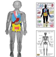 Модель тіла людини розбірна з органами