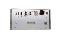 Коллекция "Развитие медоносной пчелы" в прозрачном пластике