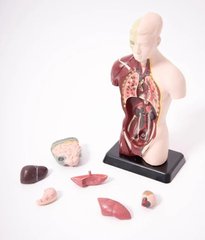 Модель тело человека