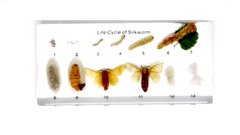 Коллекция "Развитие насекомых с неполным превращением (Шелкопряд)" в прозрачном пластике