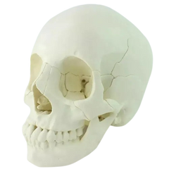 Human skull model 22 parts MENTAL
