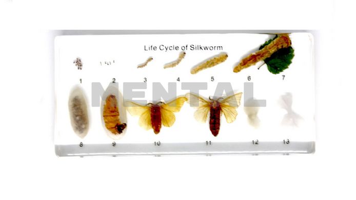 Колекція "Розвиток комах з неповним перетворенням (Шовпопряд)" у прозорому пластику