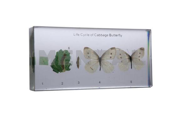 Коллекция "Развитие насекомых с полным превращением (Бабочка)" в прозрачном пластике