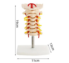 Cervical spine model MENTAL