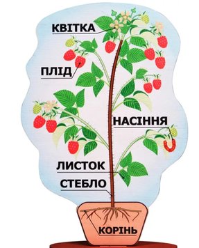 Модель строения растений (на подставке) 36 см