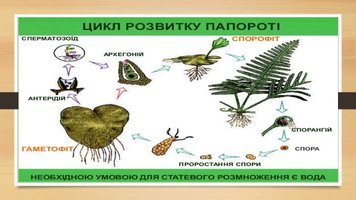 Модель-аплікація "Розмноження папороті"