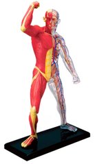 Anatomical model Human muscles and skeleton MENTAL
