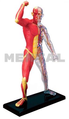Anatomical model Human muscles and skeleton MENTAL