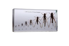 Колекція "Розвиток комах з неповним перетворенням (Сарана)" у прозорому пластику
