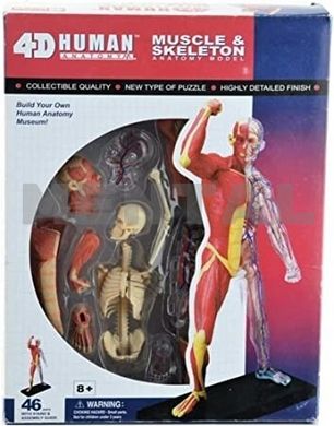 Анатомічна модель М'язи і скелет людини MENTAL