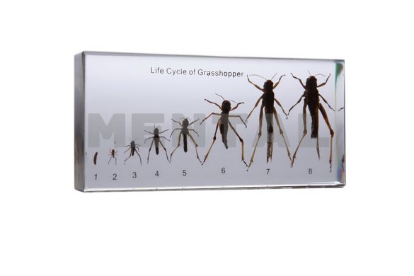 Коллекция "Развитие насекомых с неполным превращением (Саранча)" в прозрачном пластике