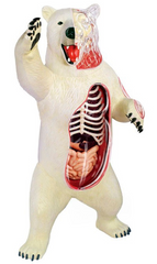 Объемная анатомическая модель Белый медведь MENTAL