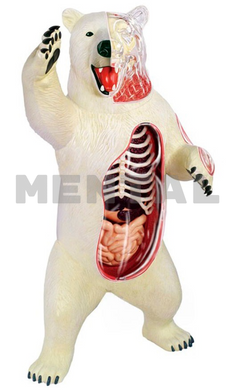 Объемная анатомическая модель Белый медведь MENTAL