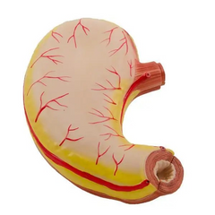 Model of the human stomach MENTAL