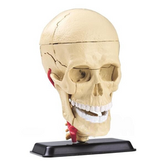 Research kit Model of a skull with nerves MENTAL