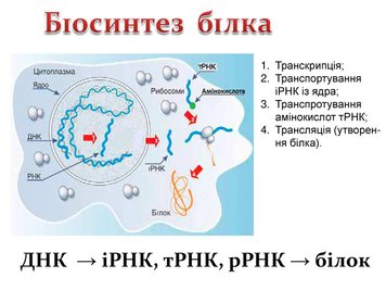 Модель-аплікація "Біосинтез білку"