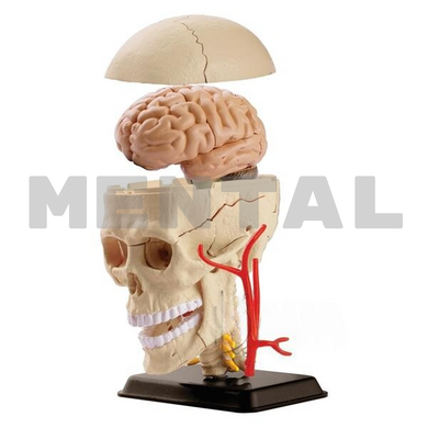 Набір для досліджень Модель черепа з нервами MENTAL