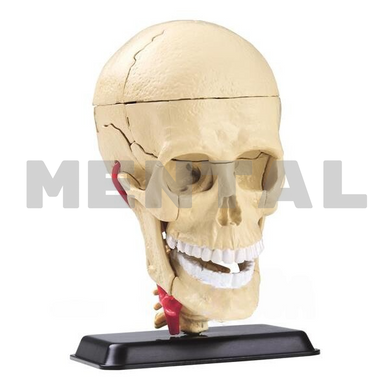 Research kit Model of a skull with nerves MENTAL