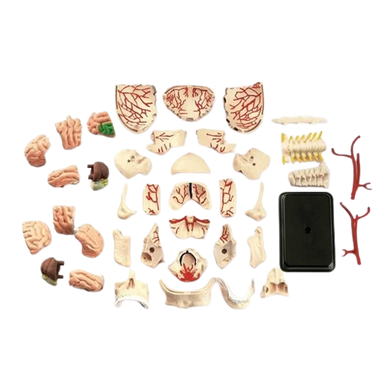 Набор для исследований Модель черепа с нервами MENTAL