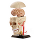 Research kit Model of a skull with nerves MENTAL