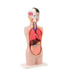 Human torso model 65 cm MENTAL