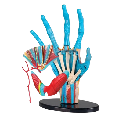 Assembled Hand Model MENTAL