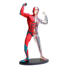 Модель мышц и скелета человека сборная MENTAL