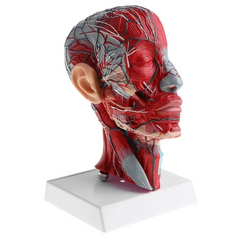 Head dissection model MENTAL