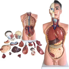 Model human body torso 85cm 19 parts MENTAL