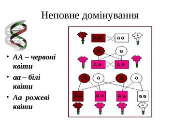 Модель-аплікація Успадкування резус-фактора