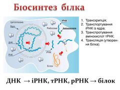 Модель-аплікація "Біосинтез білку"