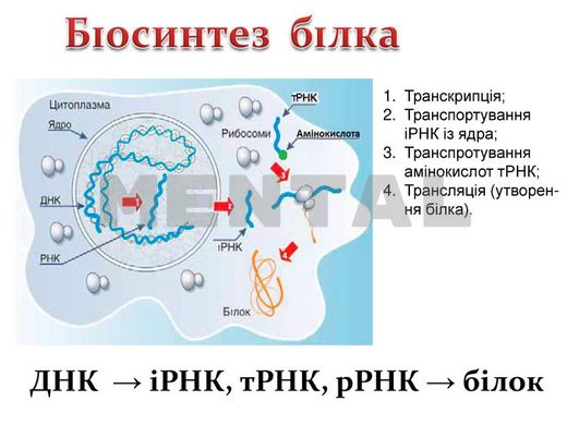 Модель-аплікація "Біосинтез білку"
