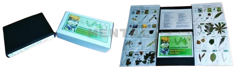 Herbarium "leaf morphology" MENTAL