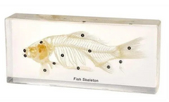 Fish skeleton in transparent plastic acrylic MENTAL