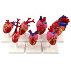Set of models "vertebrate heart" 7 anatomical models MENTAL