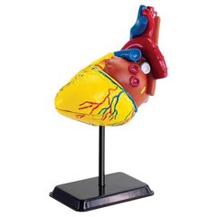 Набір STEM для досліджень Модель серця людини збірна, 14 см