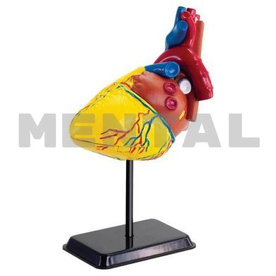 Набор STEM для исследований Модель сердца человека сборная, 14 см