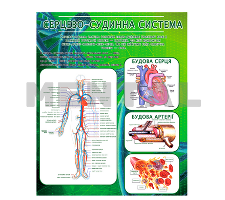 Стенд серцево-судинна система MENTAL