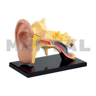 Набор STEM для исследований Модель анатомия уха сборная, 7,7 см
