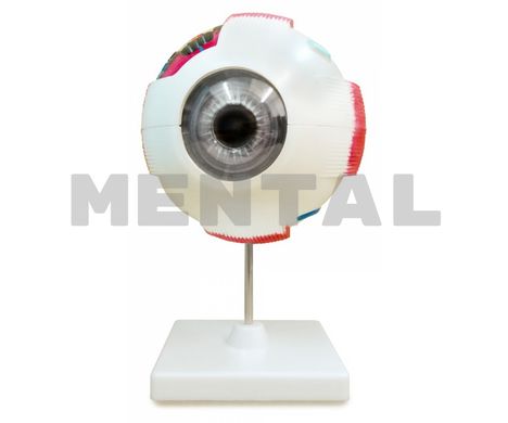 Eye model