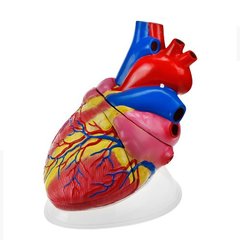Модель Серце людини велике