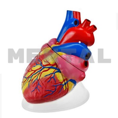 Модель Серце людини велике