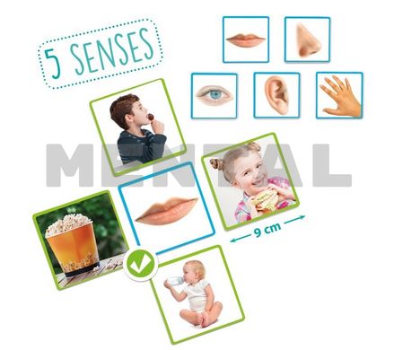 Game "5 senses" MENTAL