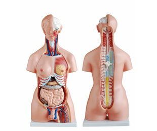 Торс человека 85 см (двухполый)