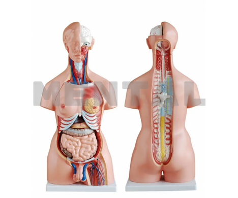 Торс человека 85 см (двухполый)
