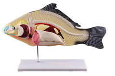 Строение рыбы (модель пластик)