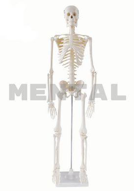 Скелет человека 170 см на пяти роликовой подставке