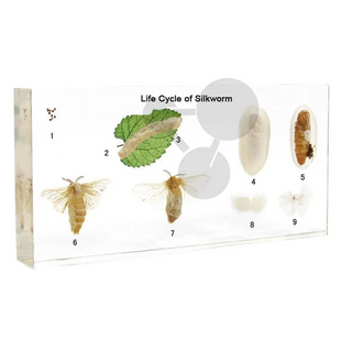 Колекція "розвиток комах з повним перетворенням. Модель шовкопряд" у прозорому пластику MENTAL